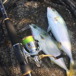 ジグサビキで色々釣れた